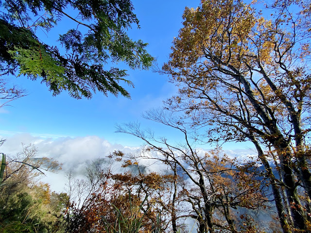 太平山山毛櫸步道