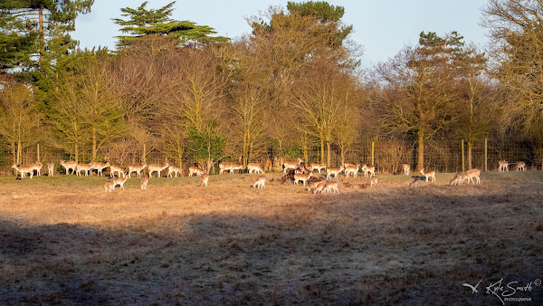 Fallow deer