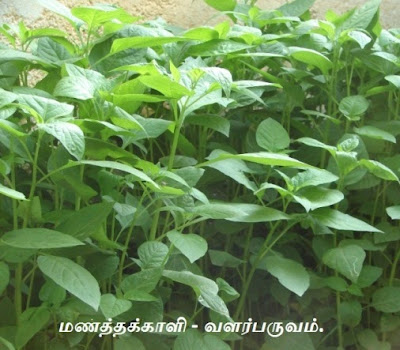 Manathakkali - Cultivation