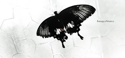 Top five best Image-Black Butterfly