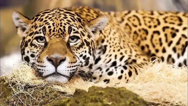 الجاغوار (Jaguar)