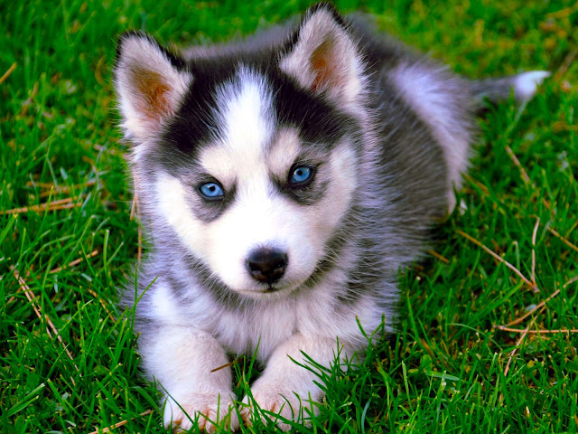 Husky dog baby white