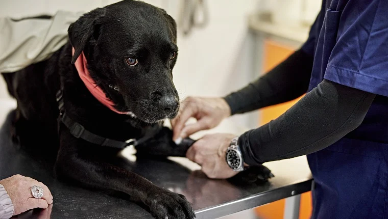 Hipopituitarismo en perros: síntomas, causas y tratamientos