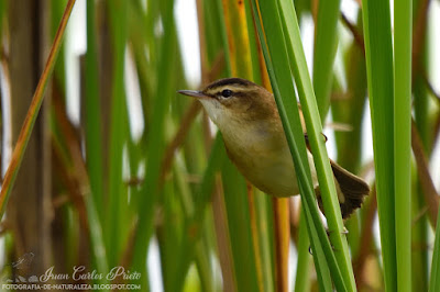 Carricerín Común - Acrocephalus Schoenobaenus (fotografia-de-naturaleza.blogspot.com)