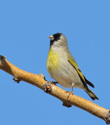 Photo of male Lawrence's Goldfinch on branch
