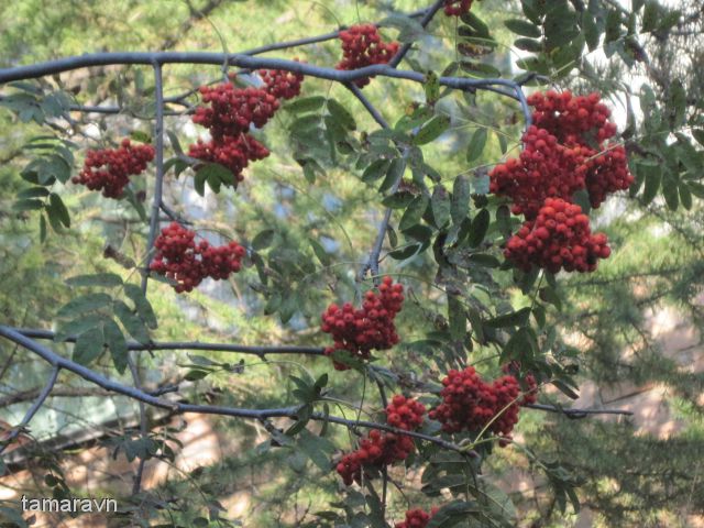 Рябина амурская / Рябина похуашаньская (Sorbus amurensis, =Sorbus pohuashanensis)