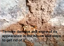 Termite damage and signs of its appearance in the house and ways to get rid of it