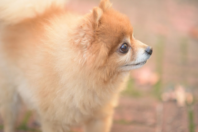 Types of Pomerian Dog Based on Size