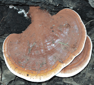 Ganoderma mushroom supplier in Haiti