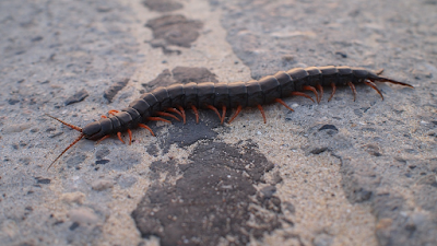 Biblical Dream Interpretation of Centipede