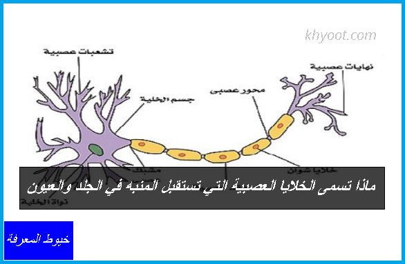 ماذا تسمى الخلايا العصبية التي تستقبل المنبه في الجلد والعيون