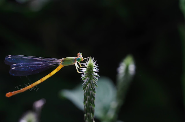 Close Up photo of Damselfly.