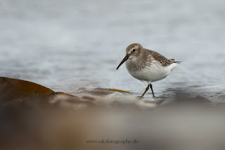 Wildlifefotografie Helgoland Düne Meerstrandläufer Alpenstrandläufer