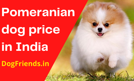 pomeranian dog price in india