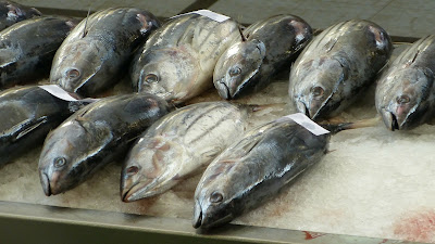 Fischfang auf den Kanaren und die Überfischung