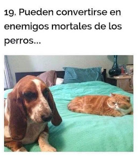 Por qué amamos a los gatos