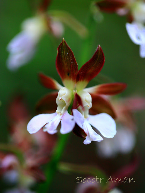 Calanthe discolor