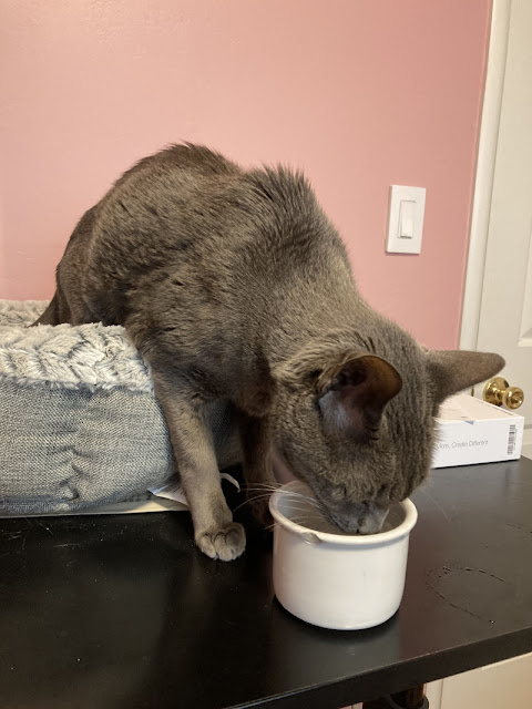 elderly grey cat drinking water out of a white bird bowl