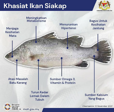 Khasiat Ikan Siakap, Selain Rasanya Yang Sedap