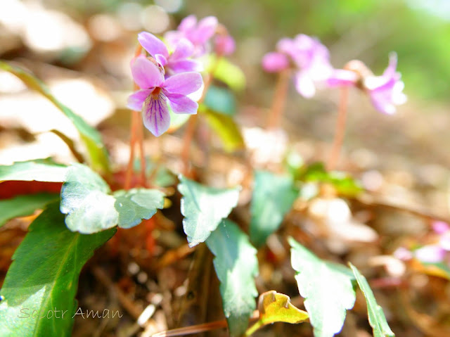 Viola violacea