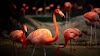 The Flamingo: The Most Fashionable Birds