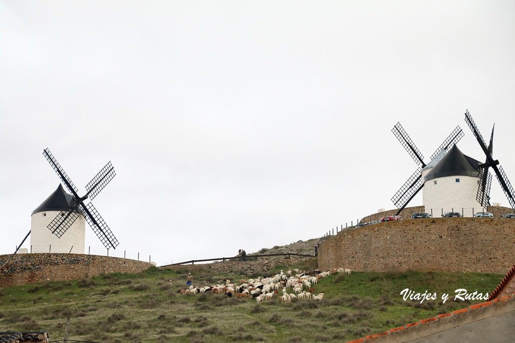 Molinos y rebaño en Monte Calderico, Consuegra