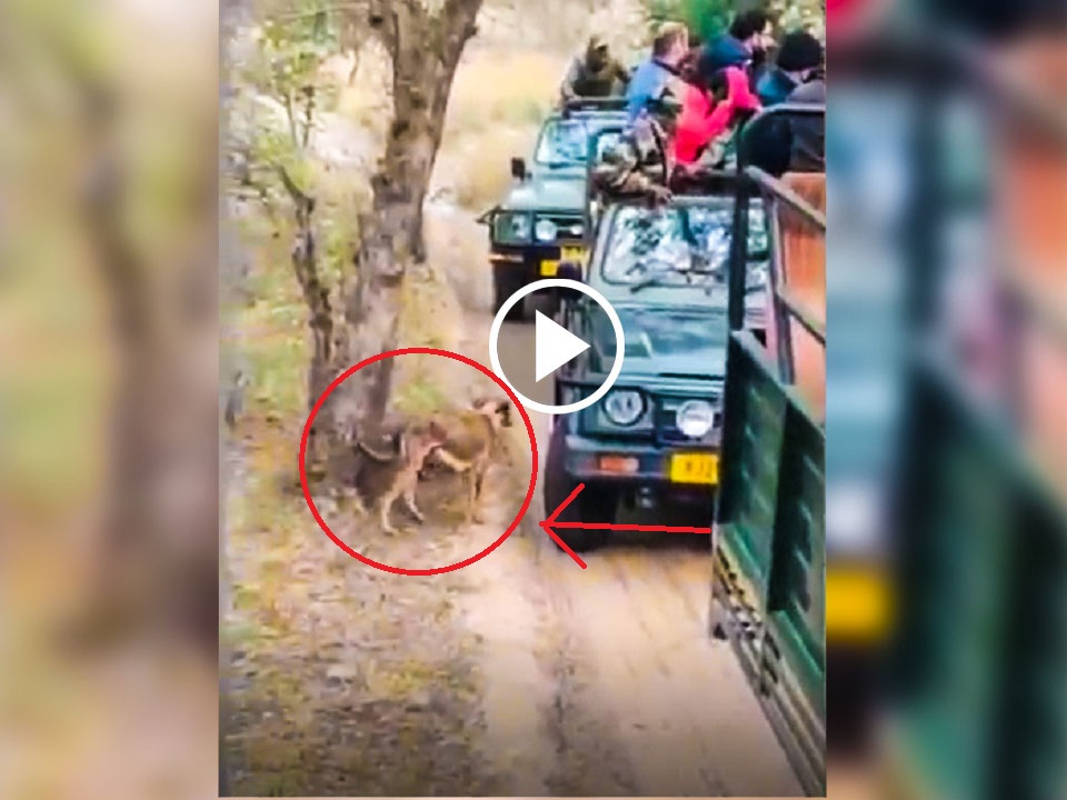 Tigress Sultana hunts dog at Ranthambore National park