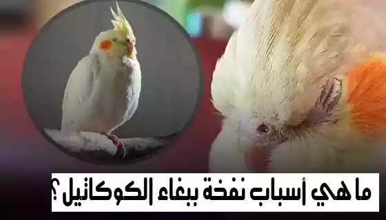 ما هي أسباب نفخة ببغاء الكوكاتيل؟