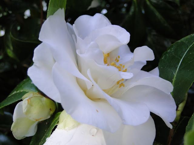 fresh white gardenia bloom