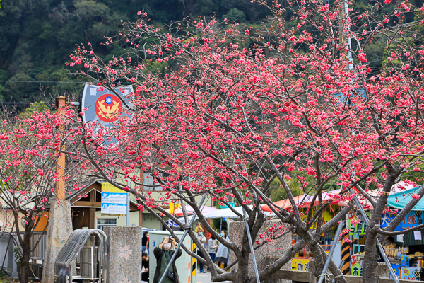 台中后里泰安櫻花季最美泰安派出所八重櫻盛開，賞櫻花好去處