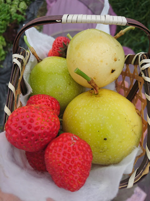 草莓，金昕百香果，果實strawberry, golden xin passion fruit, fruit
