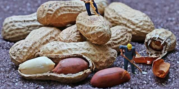 What Are The Hot Peanuts Benefits For Health | Peanuts Nutrition |