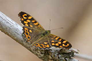 mariposa-maculada-pararge-aegeria-