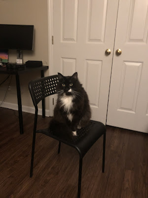 Moose sitting in a chair next to me in the office "monitoring" what I am doing at my own desk.