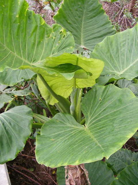 บอนเมาะ Alocasia odora