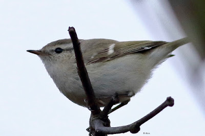 Hume's Warbler