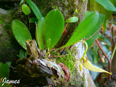 Bulbophyllum restrepia - The Restrepia-Like Bulbophyllum care