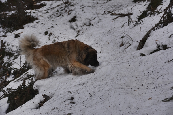 leonberger skautur