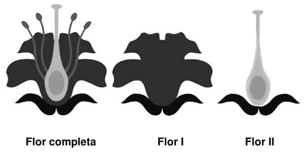 Uma flor completa de angiosperma e duas flores hipotéticas (Flor I e Flor II) são apresentadas a seguir.