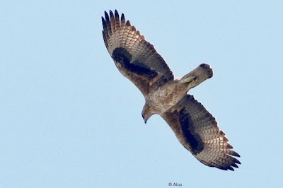 Bonelli's Eagle