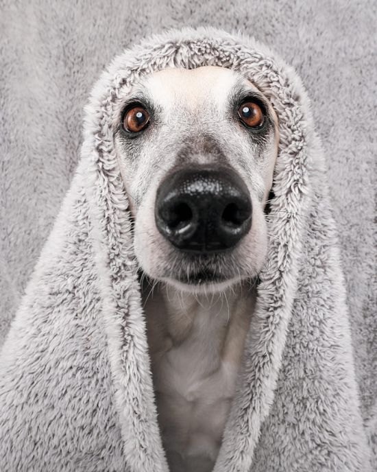 Elke Vogelsang aka Wieselblitz 500px arte fotografia cachorros cães gatos pets divertido fofura animais estimação