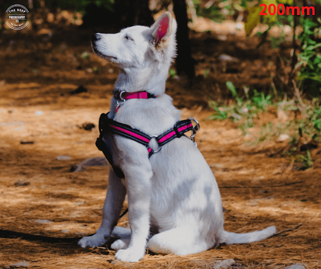 photograph a dog with the lens set to 200mm