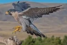 Peregrine Falcon