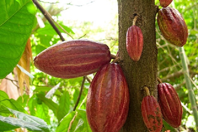 gambar daun kakao tanaman