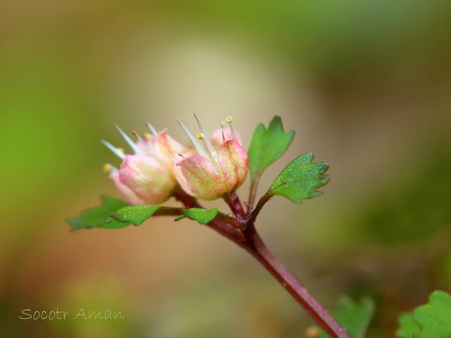 Chrysosplenium album