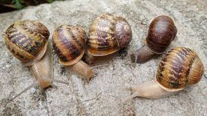 What to feed Snails | Snail feed formula