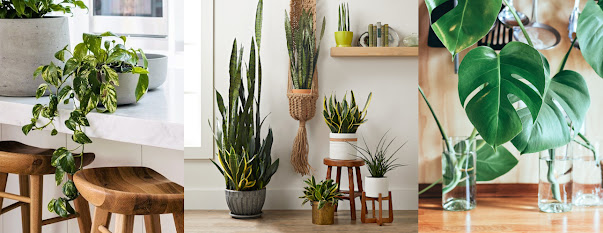 Best Indoor Plants for Health and Serenity