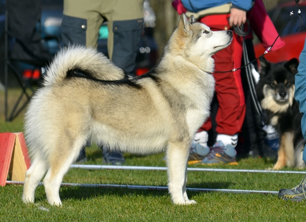 alaska malamute