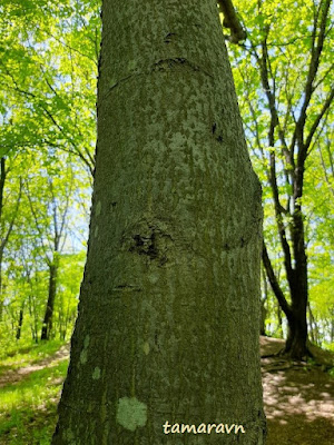 Мелкоплодник ольхолистный (Micromeles alnifolia)