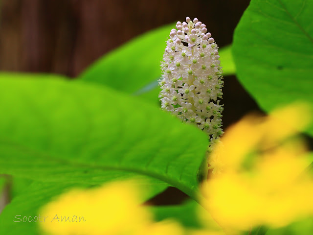 Phytolacca japonica